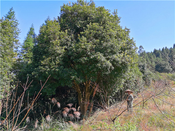楊梅大樹(shù)20公分